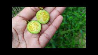 Sour Guava  Psidium guineense Flower vlogs [upl. by Josephson]