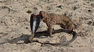 Mongoose vs Cobra SnakeUltimate Wild Fight [upl. by Cavanaugh]