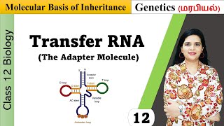 Transfer RNA tRNA  Structure and Functions in Tamil [upl. by Nellak]