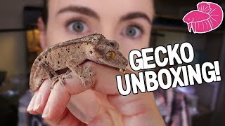 AMAZING Crested Gecko Unboxing and Bioactive Setup  Stepbystep [upl. by Adnohsel]