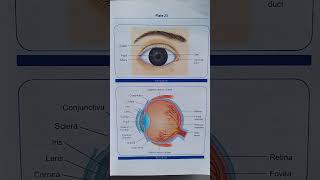 Eye diagram and parts of eye nursing anatomyandphysiology [upl. by Airednaxela962]