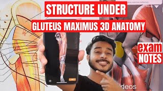 Structure Under Gluteus Maximus Muscle Anatomy  Muscle Of Gluteal Region Anatomy [upl. by Eannej]