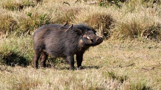 Giant Forest Hogs in Kenya [upl. by Ammej]