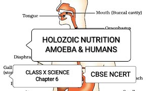 Holozoic Nutrition  Amoeba amp Human Being  Chapter 6  Class 10  Science  CBSE  NCERT [upl. by Dnyletak]