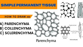 simple permanent tissue  parenchyma Collenchyma Sclerenchyma [upl. by Arocahs]