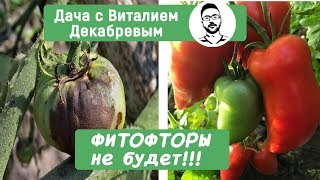 ФИТОФТОРЫ НЕ БУДЕТ Новый безопасный препарат [upl. by Guimar]