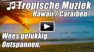 Hawaiiaanse Muziek Caribische Eiland Ontspannen Romantische Tropische songs ontspannen studie Hawaii [upl. by Nihahs341]