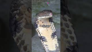 Top 5 Most Dangerous Snakes in the World 2024 10 21 [upl. by Aigneis]