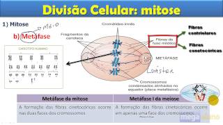 Mitose  aula completa [upl. by Ayotna]