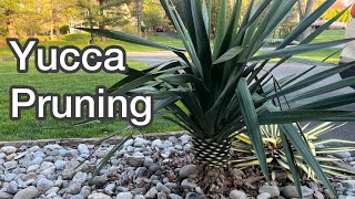 How to prune yuccas [upl. by Aicella]