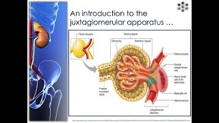 Components of the Juxtaglomerular Apparatus [upl. by Jewett]