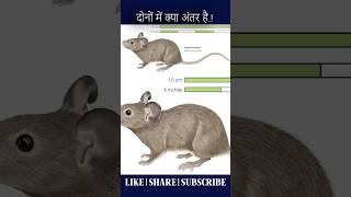 Mouse vs Rat Whats the differencefactsinhindi youtubeshorts shortvideo video [upl. by Elodie]