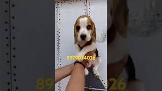 Beagle puppy for sale Dehradun Haridwar Roorkee Lucknow Agra Delhi Noida Patna Buxer Ara Gaya bijnor [upl. by Atiuqnahs539]