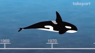 50 Years of Marine Mammal Captivity in 4 Minutes  CAPTIVE  TakePart [upl. by Andrew]