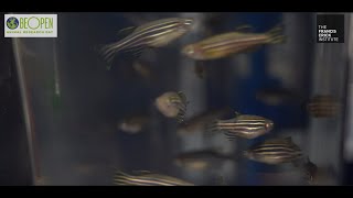 BOARD24 Zebrafish amp organ development research at the Francis Crick Institute [upl. by Mccoy]