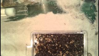 Lasius Niger Boosting with quotForeignquot Eggs [upl. by Hamlen342]