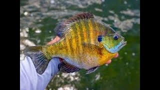 Puddingstone Reservoir Blue Gills Fishing 🎣 [upl. by Shannon30]