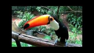 Increible Tucan que habla [upl. by Hairim]