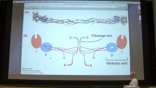 15 Kevin Aherns Biochemistry  Blood Clotting [upl. by Nivrac297]