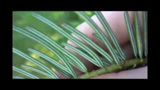 Making Grand Fir Essential Oil [upl. by Anilad]