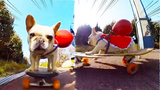 🐾🛹Dog Skateboard ChallengeDog plays skateboard with balloon tied to it！ [upl. by Eanrahc]