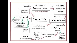 Cystinuria Cystinosis  causes symptoms diagnosis treatment pathology [upl. by Kamin226]