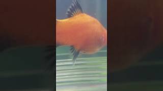 My platy giving birth 😊🎉 [upl. by Flem]