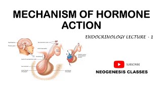 Mechanism Of Hormone Action  Endocrinology  Neogenesis Classes [upl. by Briant124]