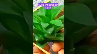 Sukulent cinsi bir çiçek Haworthia Cymbiformis cymbiformis cute haworthia haworrthiabakımı [upl. by Aiuqenehs217]