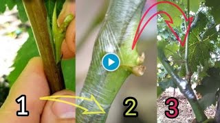 Grafting vines in the summer with the green sleeping buddemonstration and tips for beginners [upl. by Yrtnahc784]