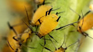 Aphids Life Cycle [upl. by Peer]