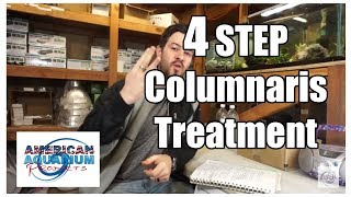 How to 4 Steps Columnaris Treatment Fish Bacterial Infection [upl. by Retsel222]