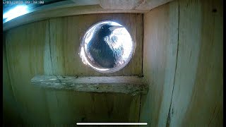 How to keep European Starlings away from Squirrel nest boxshelter [upl. by Elleinahc]