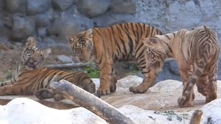 Three tigercubs playing each other near pool  120fps  Zoological Park [upl. by Maurice975]