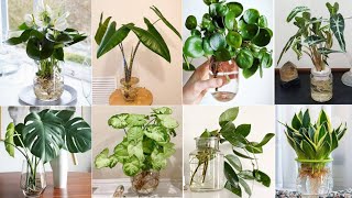 47 Indoor Plants in Vases to grow  Indoor Plants to grow in Water  Plant and Planting [upl. by Guillemette51]