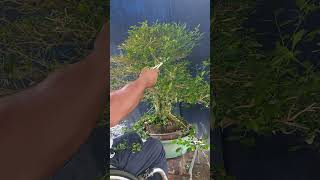 DEFOLIATE ULIT NATIN bonsai bonsaitree defoliate short [upl. by Goldman]