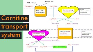 Carnitine transport system in Biochemistry Role of Carnitine in fatty acid oxidation amp significance [upl. by Airyk]