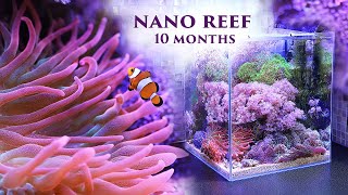 Море 30л все получилось 10 месяцев со старта  Marine aquarium nano reef 10 months after start [upl. by Octavius]