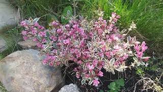 Garden plants update weigelas columbines [upl. by Tnias418]