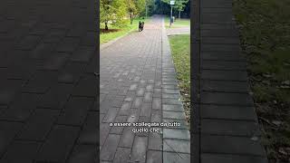 Avere un cane “collegato”… youtube cane labrador dog youtubeshorts love [upl. by Lorianna]