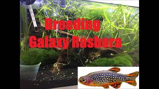 How to Breed Galaxy Rasboras  Danio margaritatus  Celestial pearl danio [upl. by Emilie46]