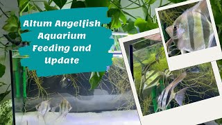 Altum Angelfish Aquarium Feeding and Update [upl. by Woodsum]