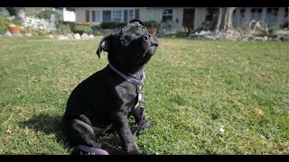 Lily The Staffordshire Bull Terrier Puppy [upl. by Collen]