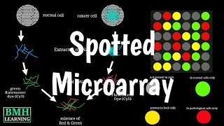 Spotted DNA Microarray  Types Of DNA Microarray  Microarray Gene Chip [upl. by Godfrey]