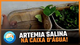 CRIAÇÃO DE ARTEMIA SALINA PASSO A PASSO em caixa dágua [upl. by Sukramaj27]