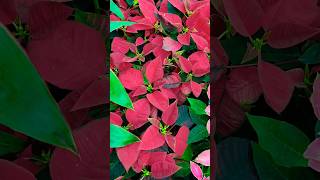 All about poinsettia plant poinsettia ytshorts nature winterplants [upl. by Myra]