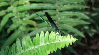 リュウキュウハグロトンボ♂（カワトンボ科）Matrona basilaris japonica 2024年4月 沖縄本島 [upl. by Naihr]