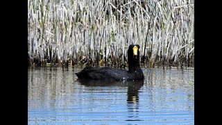 Fulica gigantea  Gallareta Gigante  Giant Coot [upl. by Vokaay13]