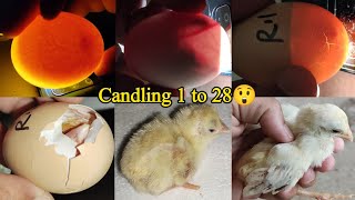 Chicken Egg Candling Day 121  Chicken Embryo Development  Egg Hatching [upl. by Nocaed]