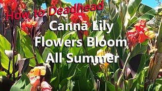 How to Deadhead Canna Lily Flowers to Keep Them Blooming All Summer Long Plus Which Cannas Grow Seed [upl. by Luane]